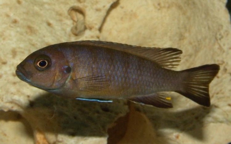 Maylandia sp. 'zebra long pelvic' Mdoka